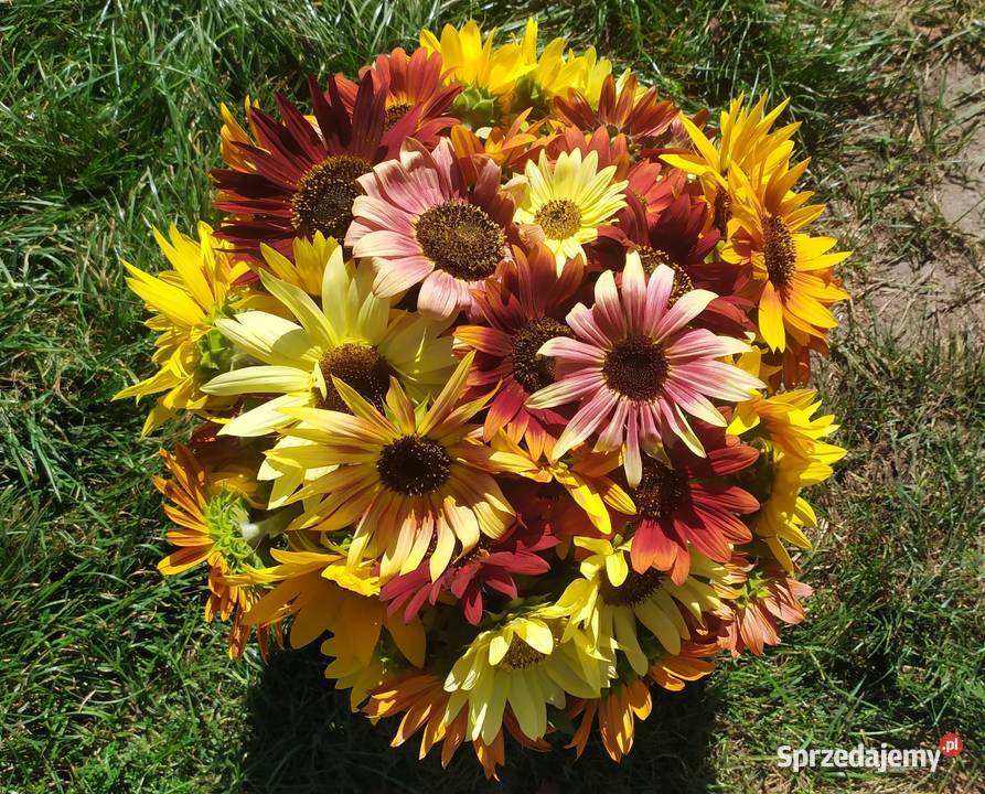 Słonecznik ozdobny nasiona paszport faktura Lublin