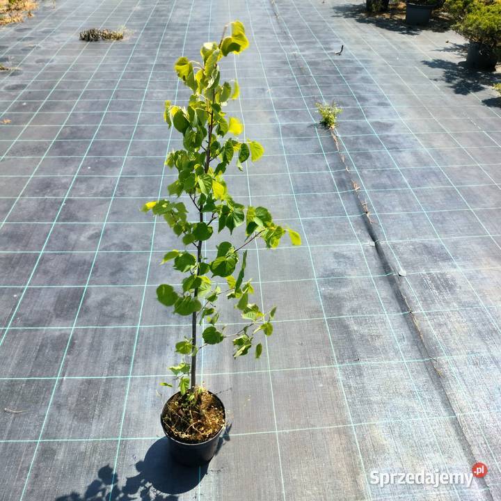 Wyprzedaż dużych roślin klon brzoza lipa grab Jelitów