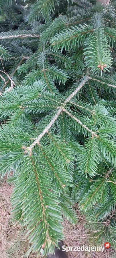 Stroisz gełęzie jodłą kaukaska Mazowieckie Osuchów