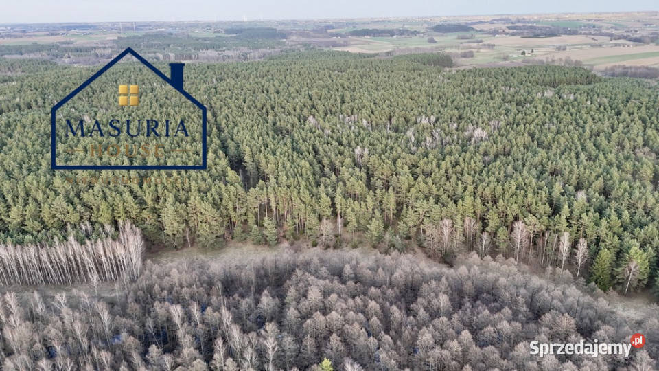 Działka w lesie polana Sprzedaż