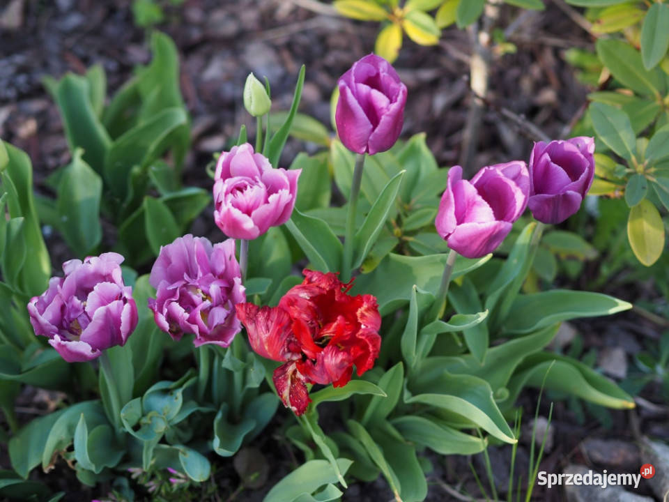 Sprzedam działkę ROD Ursynów