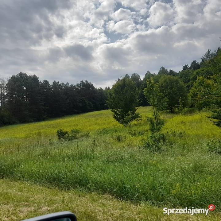 Sprzedam działka 50 ary Ignatówka gmina Biłgoraj lubelskie