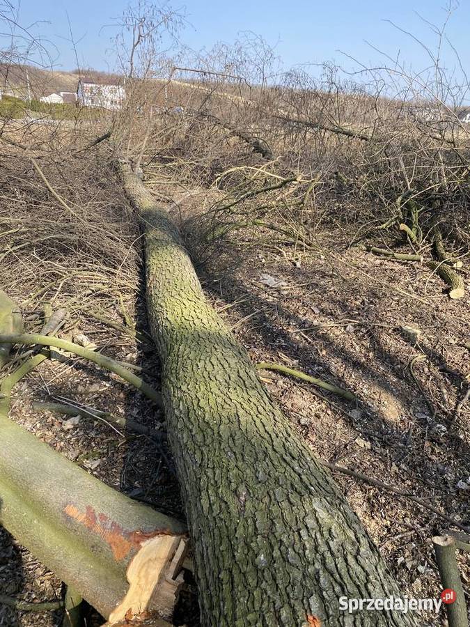 Olcha czarnacałe drzewa sprzedam świętokrzyskie Samborzec