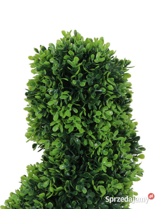 Nowoczesny bukszpan spiralny 180 małopolskie Golkowice sprzedam