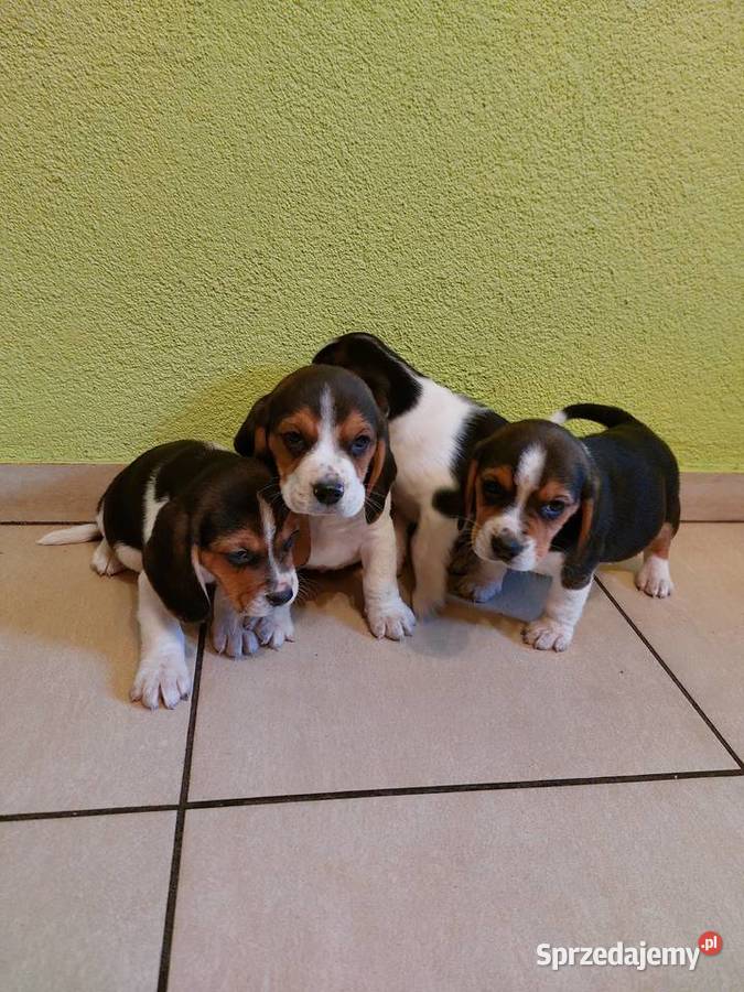 Beagle szczenięta beagle pieski suczki Głogówek sprzedam