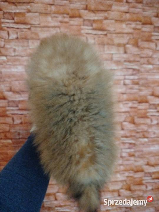 szpic miniaturowy suczka gotowa na zmianę domku Skalbmierz