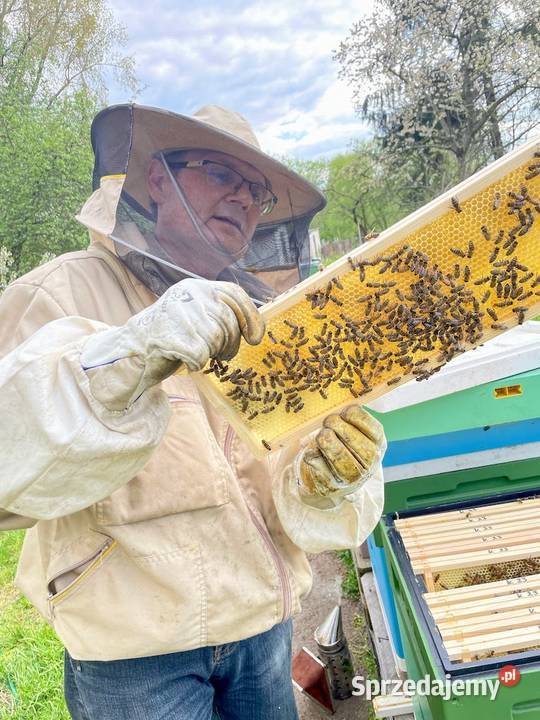 Miód rzepakowy 2025 RAW 11 surowy naturalny z kujawsko-pomorskie Bydgoszcz