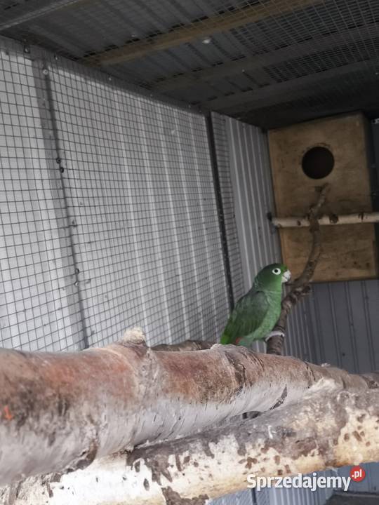 Amazonka Skromna Mączna Niepołomice sprzedam