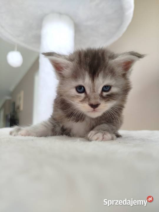 Jasmine kotka Maine Coon Szembruk