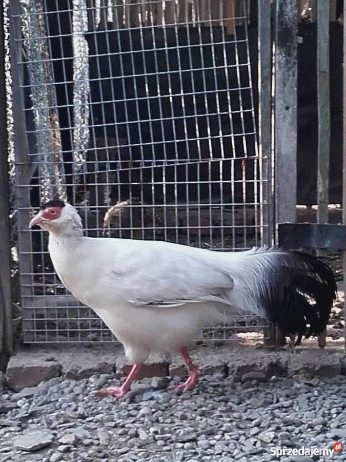 Bażant uszak biały samiec śląskie Bąków