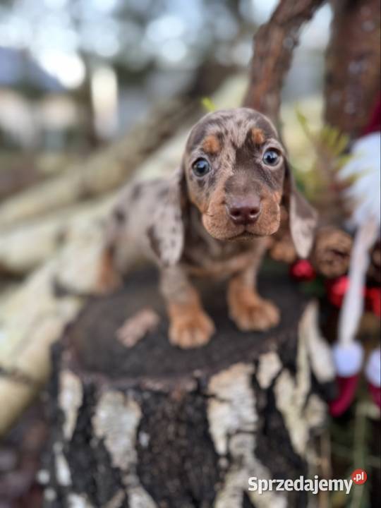 Wyjątkowa Sunia Jamnik miniaturowy Choco merle z Katowice sprzedam