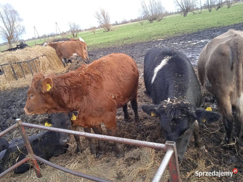 Jałówki odsadki Bydło mięsne Przynotecko