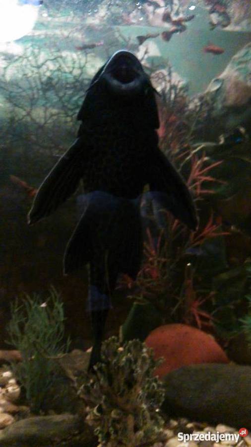 Glonojady olbrzymie Brodnica