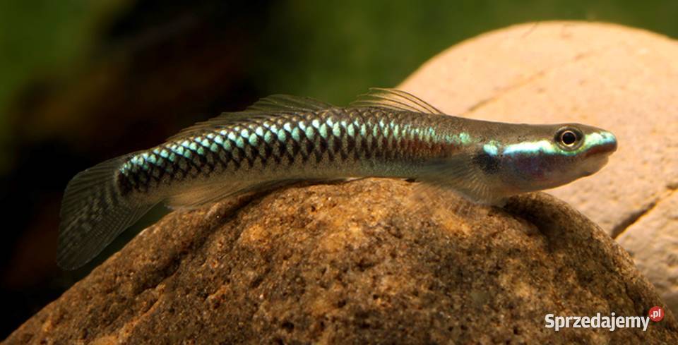 Babka semoni Stiphodon semoni SPRAWDZ NASZE sprzedam