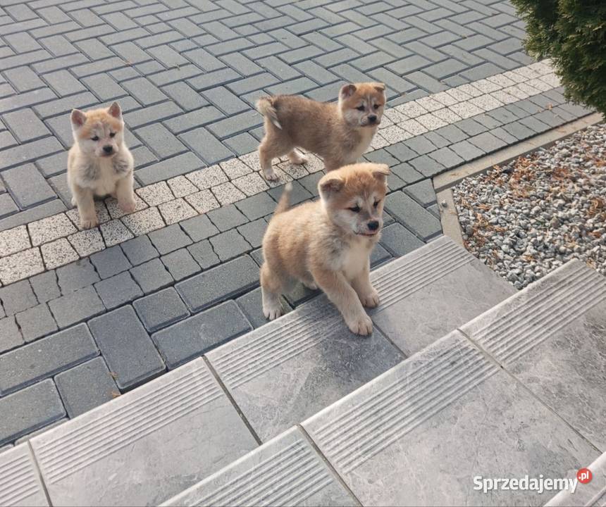 Akita inu Krobia sprzedam