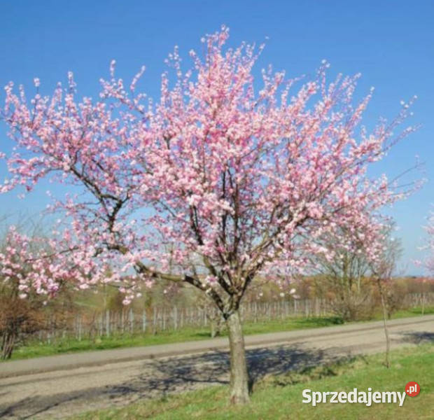 MIGDAŁOWIEC POSPOLITY  Prunus amygdalus NASIONA Lubanie