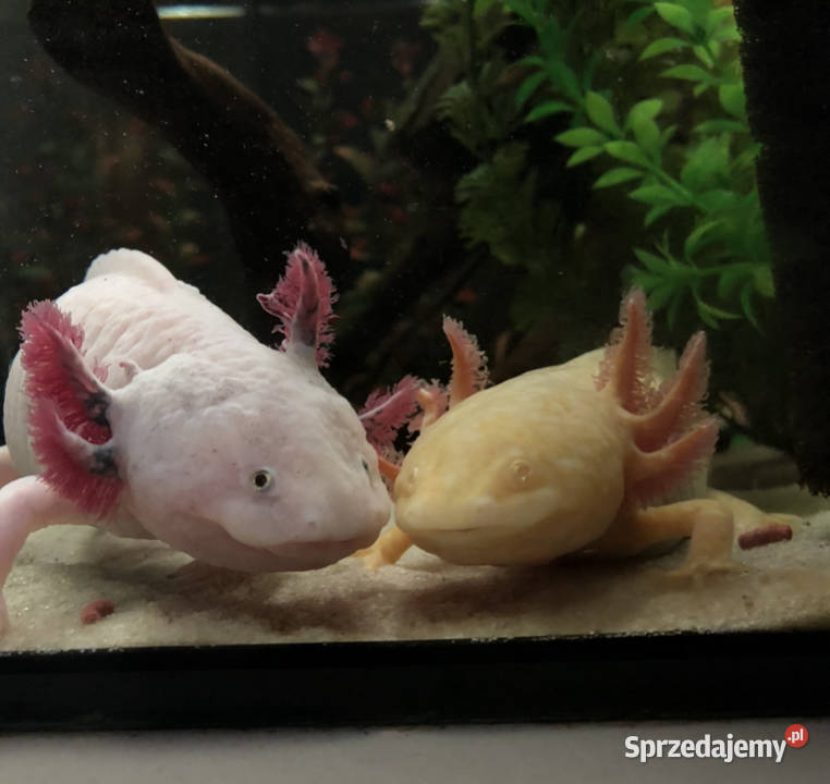 Aksolotle Ambystoma meksykańska Zabraniec
