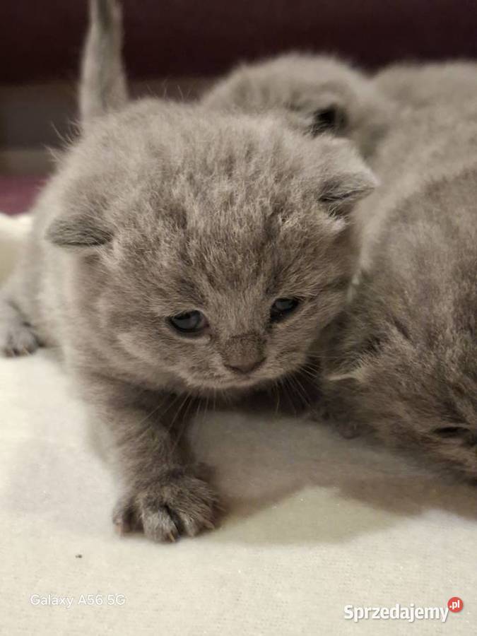 Kotka Brytyjska niebieska krótkowłosa Brytyjski sprzedam