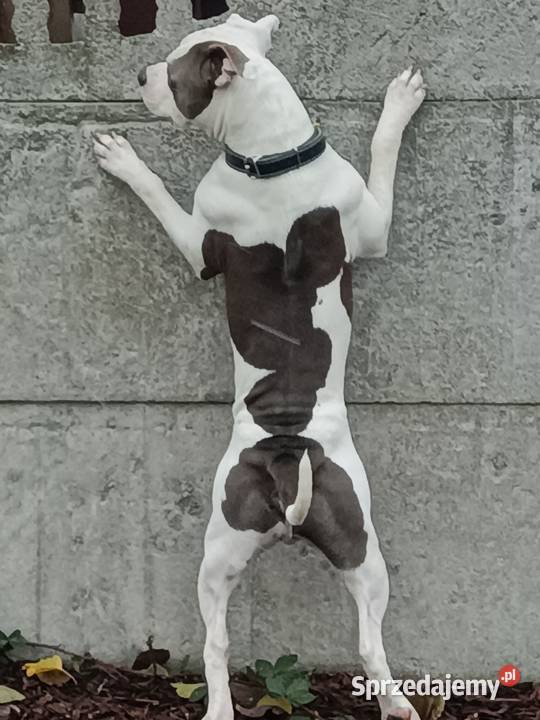 Piękne szczenięta American Staffordshire Terrier wielkopolskie