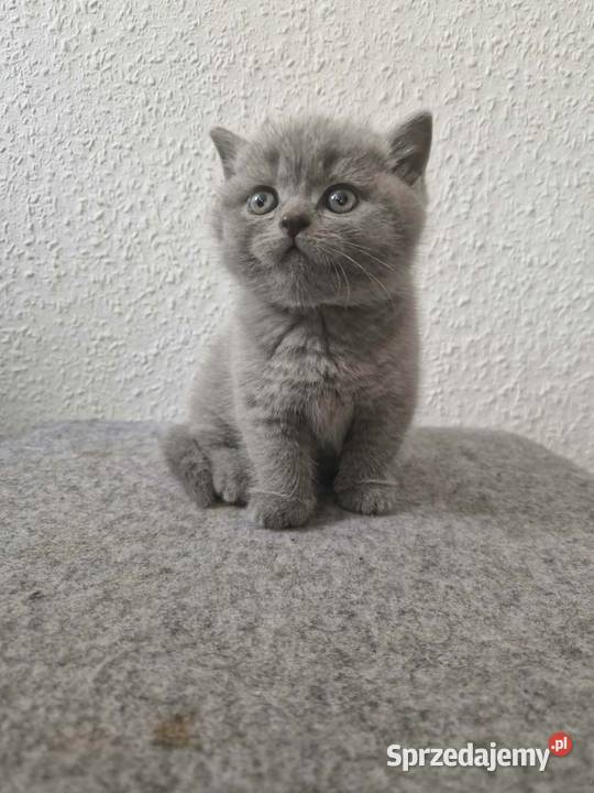 Kocur Brytyjski krótkowłosy reproduktor lubelskie Chełm