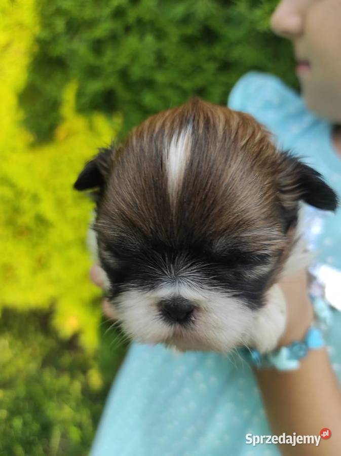 Shih tzu dziewczynka świętokrzyskie Kazimierza Wielka