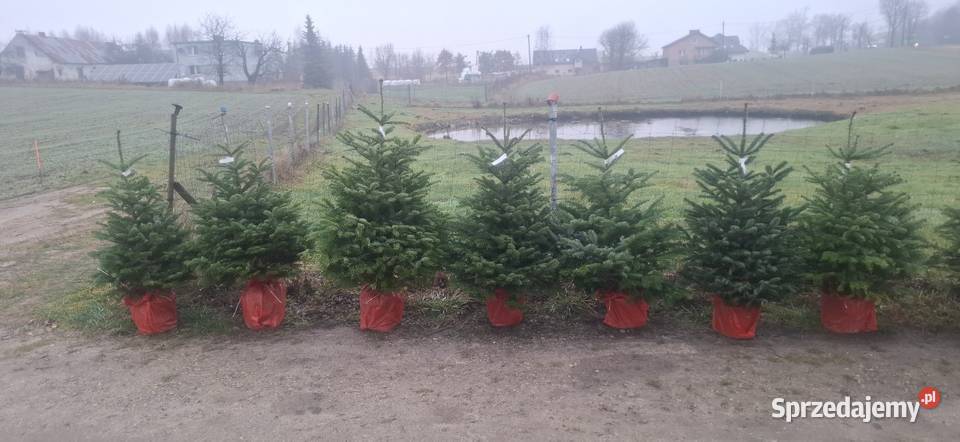 Jodla kaukaska choinki świerk doniczka Kościerska Huta