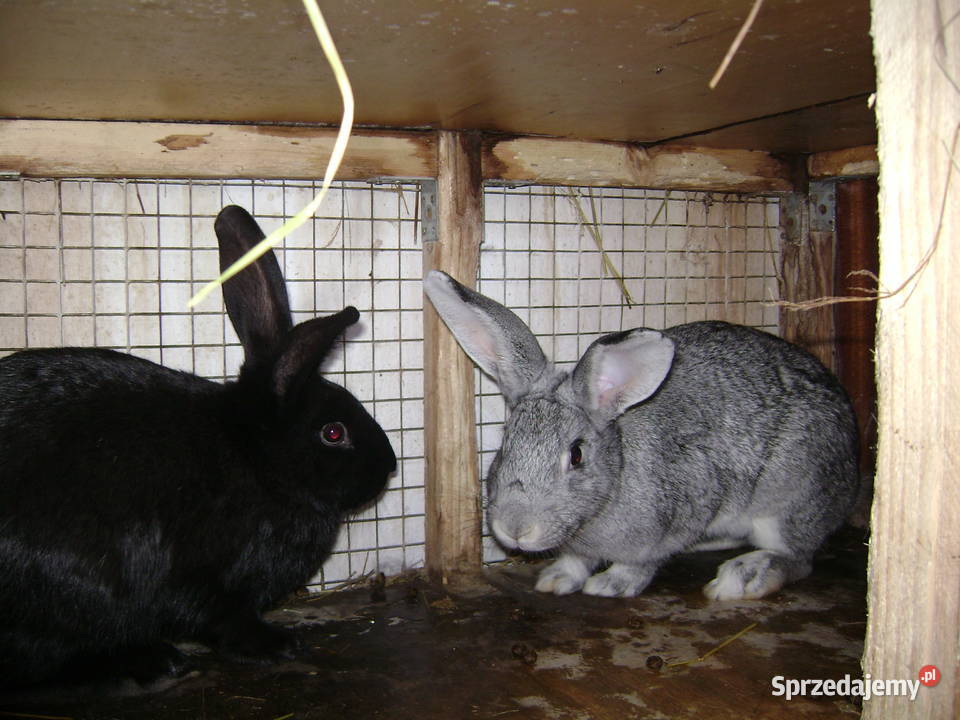 Króliki Moszczenica sprzedam