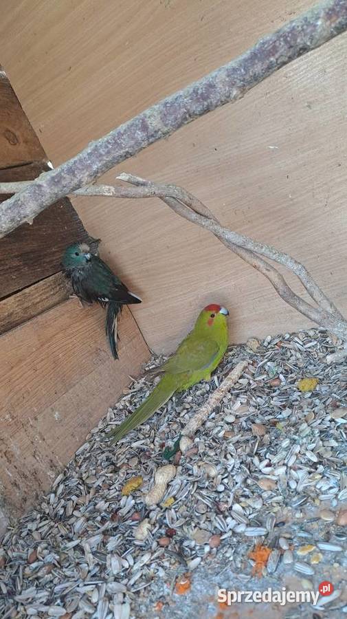 posiadam na sprzedaż papugi kozy Wawrzeńczyce