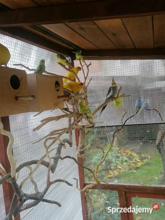 Papugi faliste i kozy Opalenica