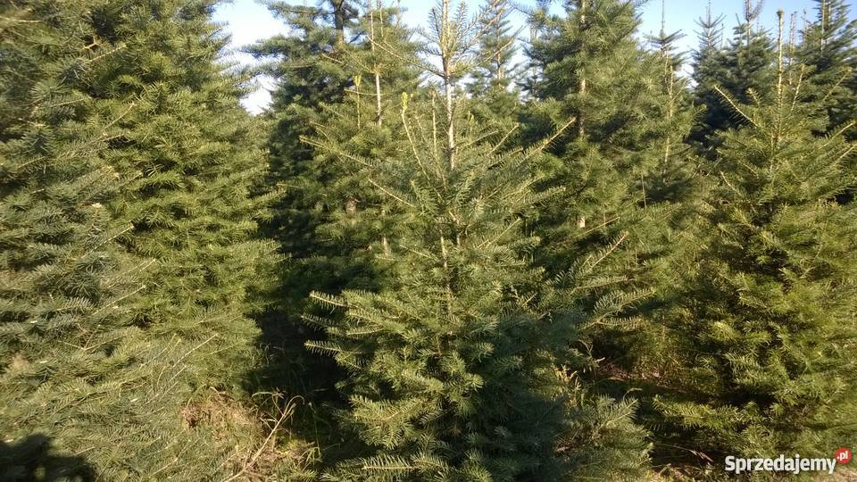 Choinki PLANTACJA Jodła Kalifornijska Jankowice
