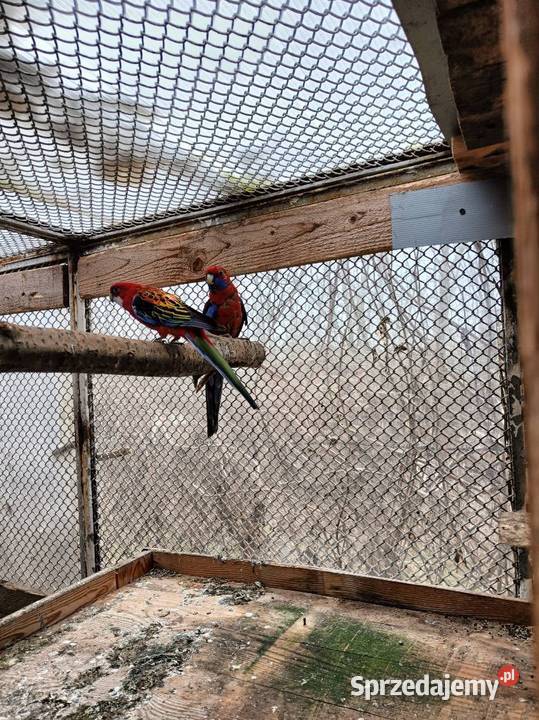Sprzedam papugi Rozella różne odmiany Nadma