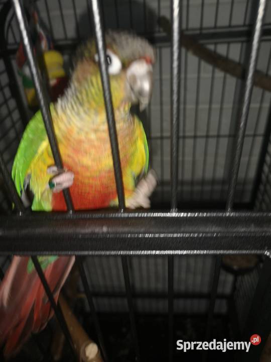 Rudosterka z klatką mazowieckie Otwock