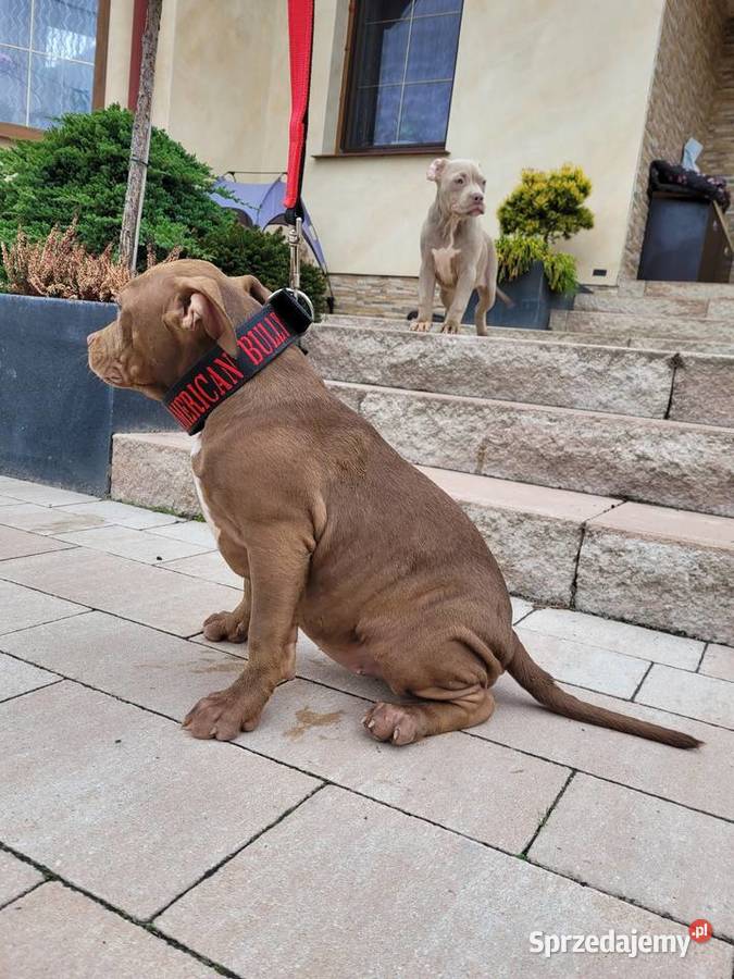 American bully Abkc standard szczenięta Amstaff