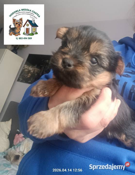 Yorkshire terrier dziewczynka Zwierzęta