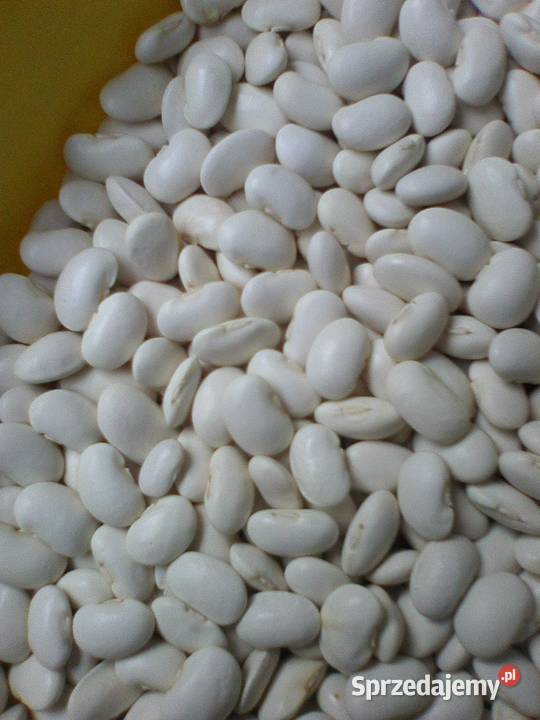 Fasola jaś karłowy 2019 lubelskie Zamość