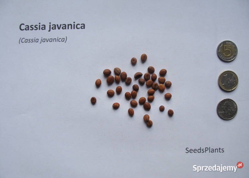 CASSIA JAVANICA Cassia javanica NASIONA 50 sztuk Lubanie