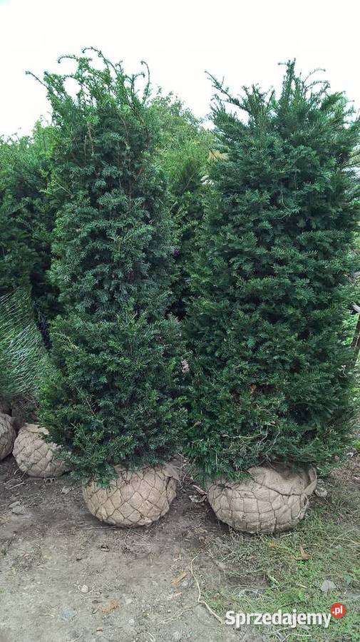 Mega wysoki Gotowy Żywopłot Cis Baccata mazowieckie Mszczonów