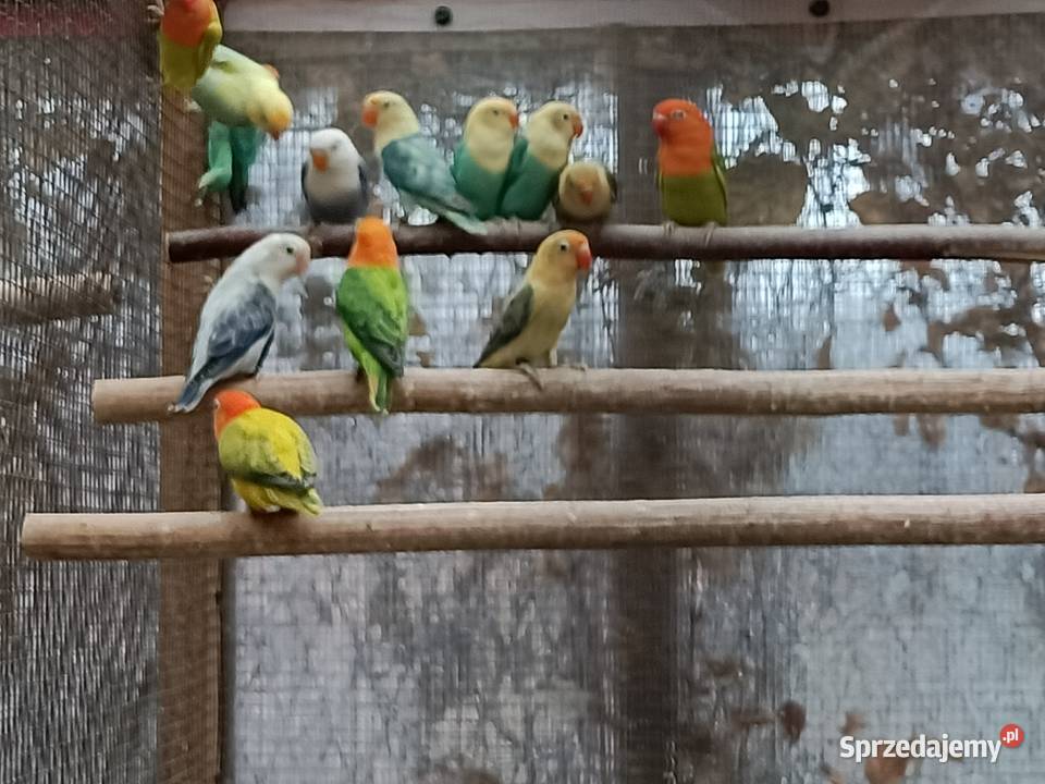 Nierozłączki Garwolin