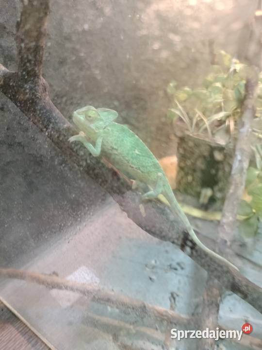 Młode kameleony Rybnik