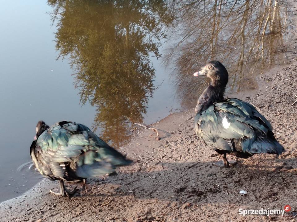 Sprzedam kaczora piżmowego w typKaczor piżmowy Rytel