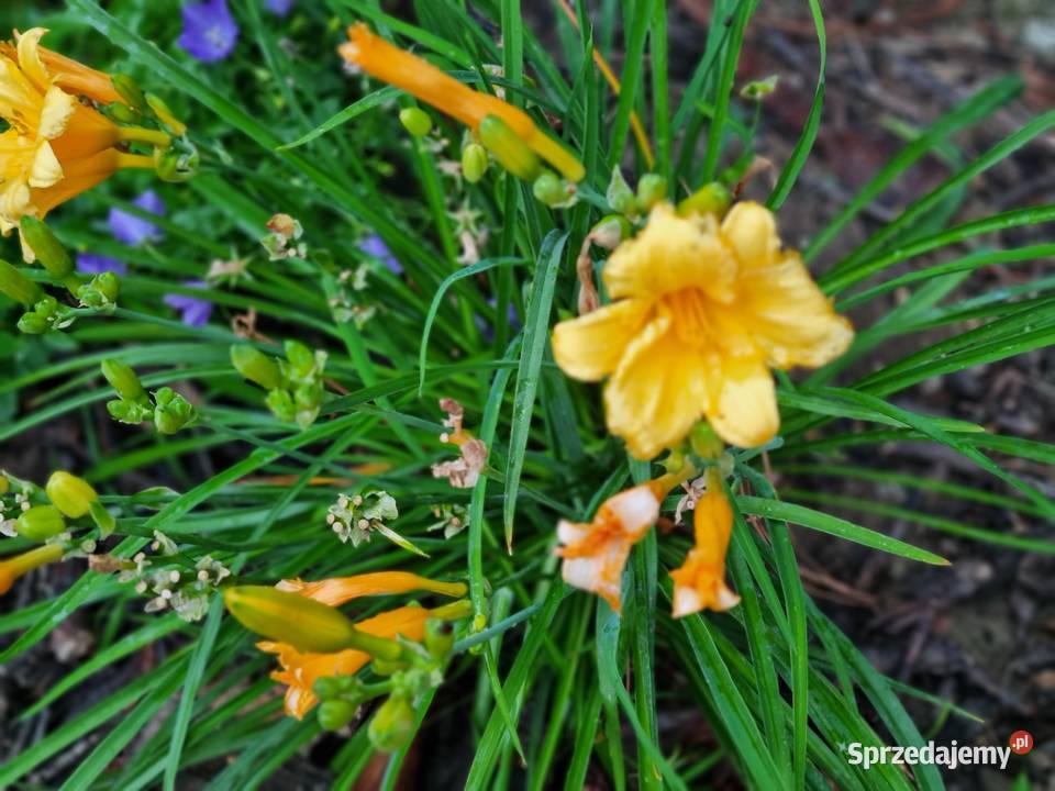 Liliowiec wiele Kolorów lubelskie Lublin