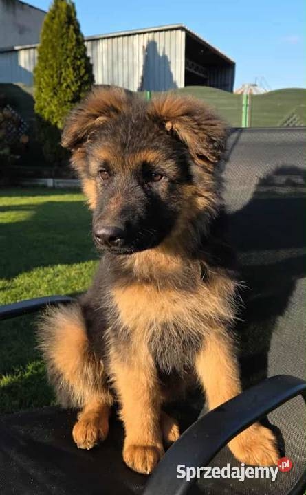 Owczarek niemiecki długowłosy Psy Osieczna