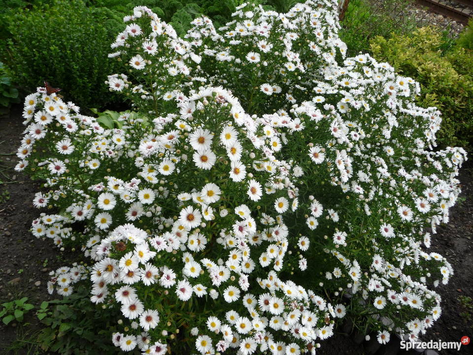 Kwiaty byliny astry jadwiśki Rośliny Skoczów