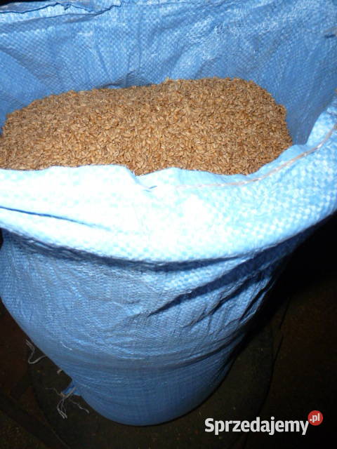 Pszenica jara TelimenaArabella 1 centrali Ostrów Mazowiecka