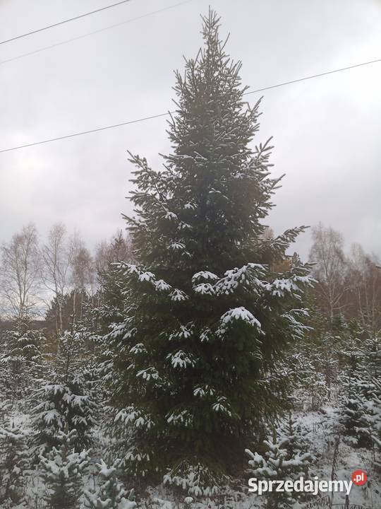 Choinka Choinki Daglezja 4 m Łódź