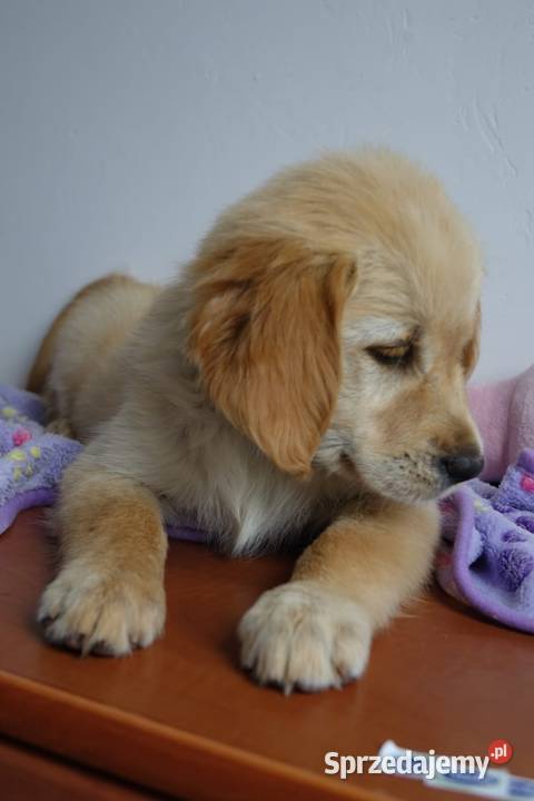 Golden Retriever gotowe do odbioru Tułowice sprzedam