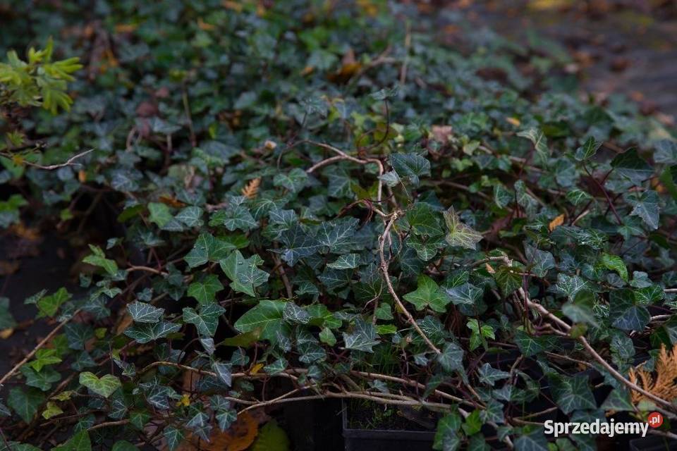 Bluszcz pospolity Hedera helix 3050 donica 05 l