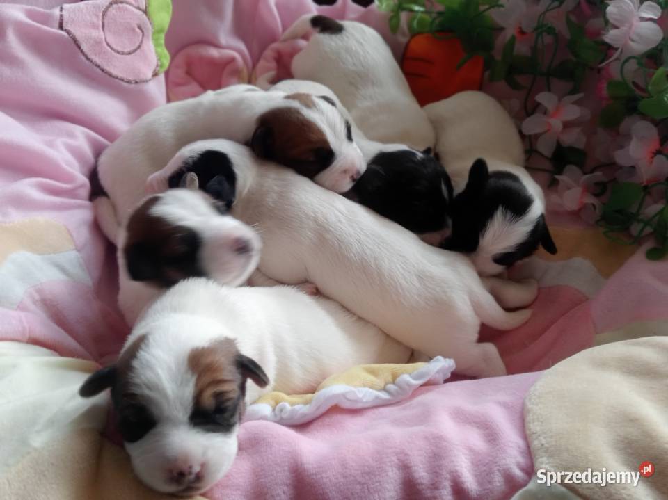 Jack Russell Terrier FCI ZKwP Wroclaw Wrocław sprzedam