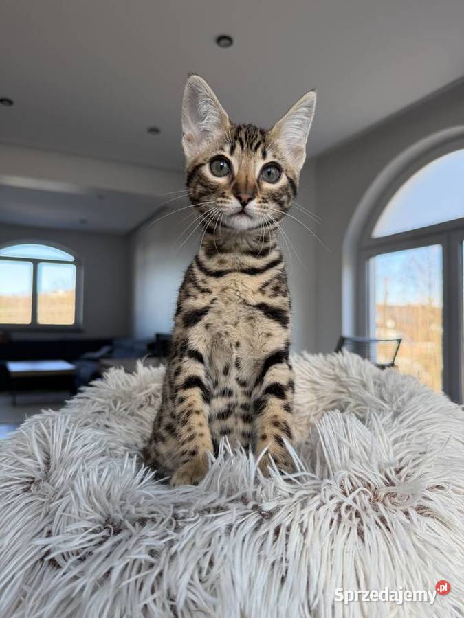 Łagodna samica Savannah F6