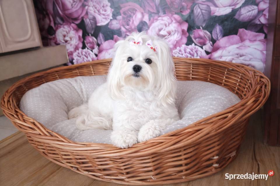 Maltańczyk szczenię suczka